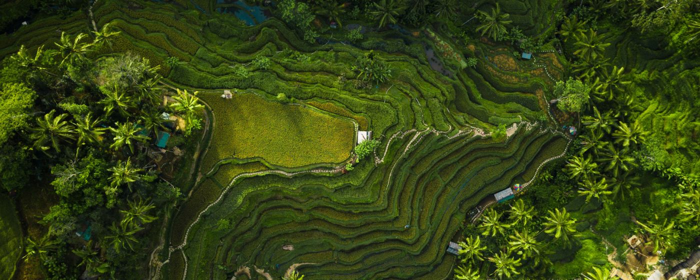 Sri Lanka hill country with green tea plantations, misty mountains and scenic valleys.